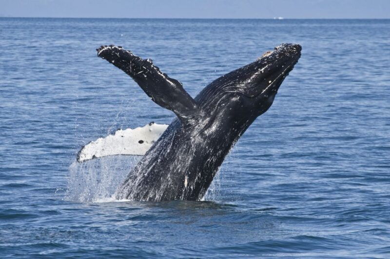 from-valdez-7-5-hour-meares-glacier-wildlife-cruise
