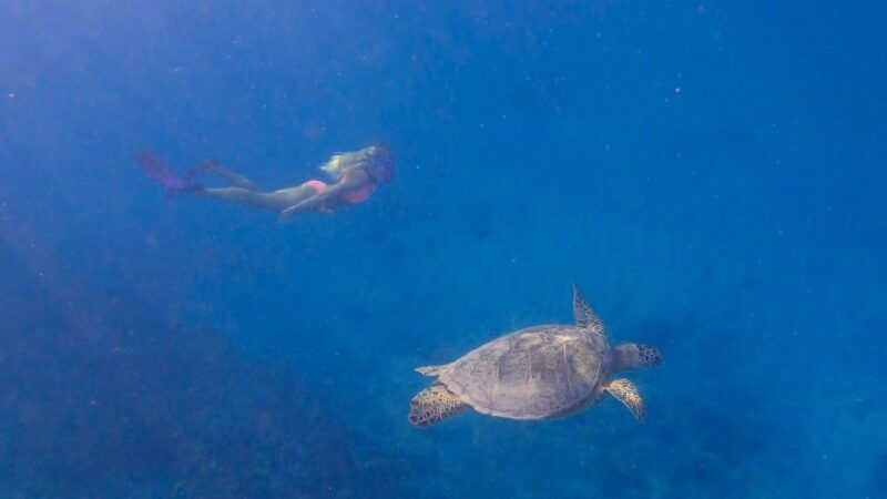 from-waikiki-turtle-canyon-snorkeling-tour
