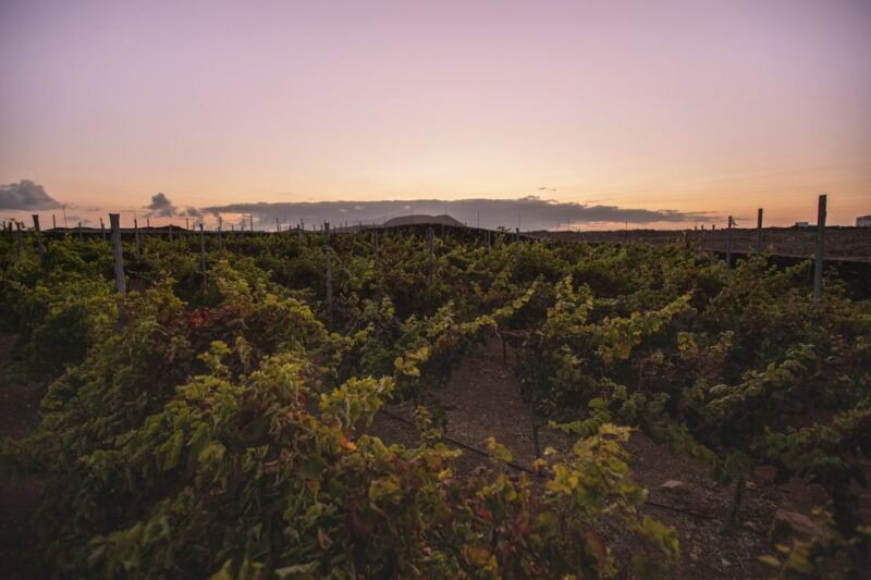 fuerteventura-tour-of-bodega-conatvs-vineyard-with-tasting