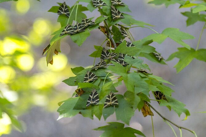 full-day-butterflies-and-boat-tour-to-chalki-island