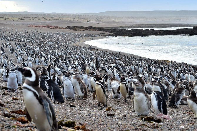 full-day-excursion-to-pedral-guided-visit-to-the-penguin-colony-and-countryside-day-with-lunch