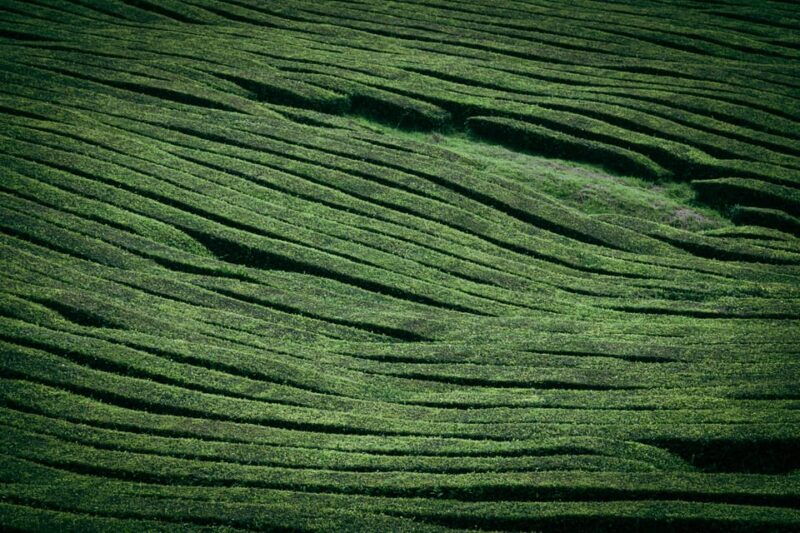 full-day-furnas-tea-plantations-more-with-lunch