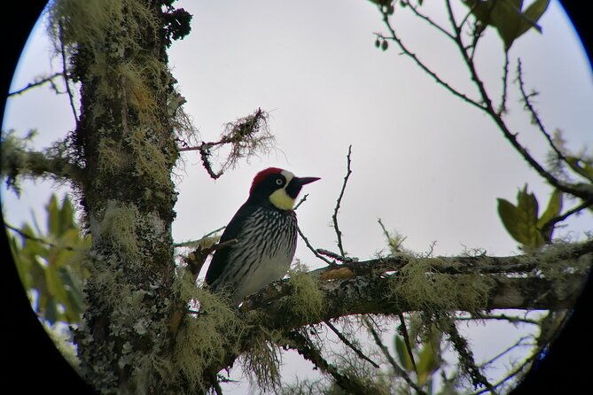 full-day-hiking-and-bird-watching-at-savegre-river-san-gerardo-near-to-san-jose