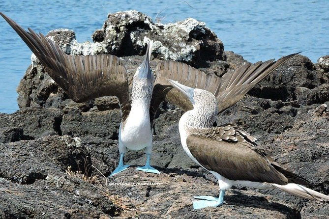 full-day-pinzon-island-snorkeling-and-fishing