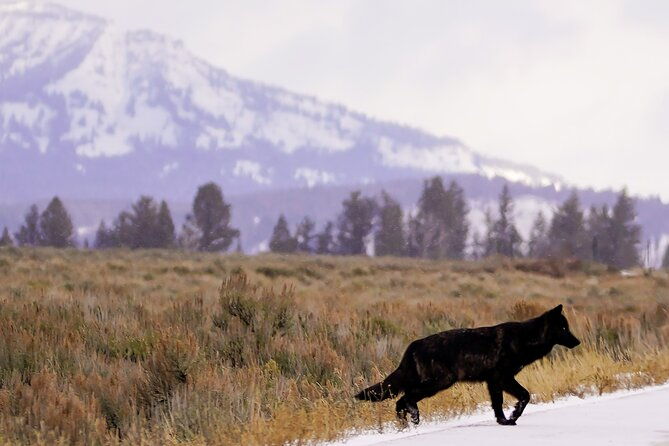 full-day-private-guided-tour-in-yellowstone-national-park