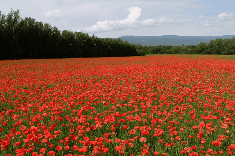 full-day-private-tour-from-avignon-2