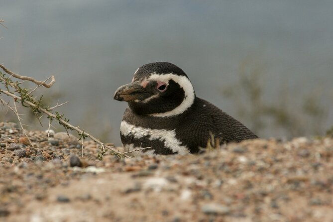 full-day-tour-to-punta-tombo-penguin-colony