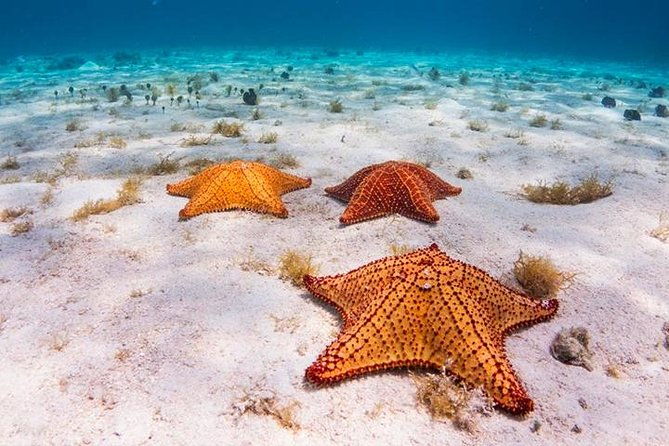fun-catamaran-snorkeling-party-sightseeing-transportation
