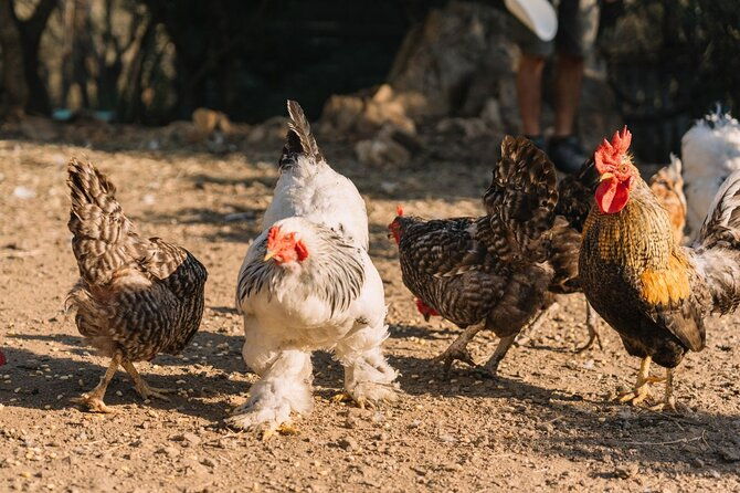 gallura-picnic-in-the-farm-with-animals