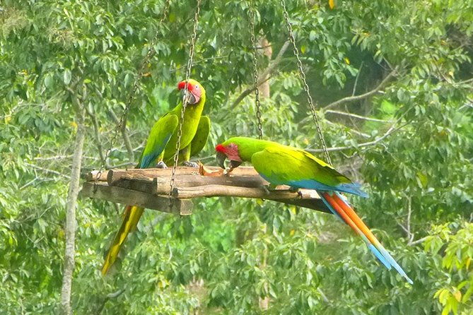 gandoca-manzanillo-trail-great-green-macaw-tour