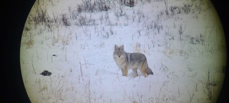 gardiner-yellowstone-national-park-wildlife-guided-tour
