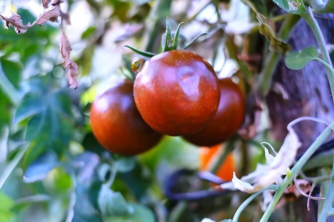 gastronomical-amalfi-coast-hike-with-cooking-class