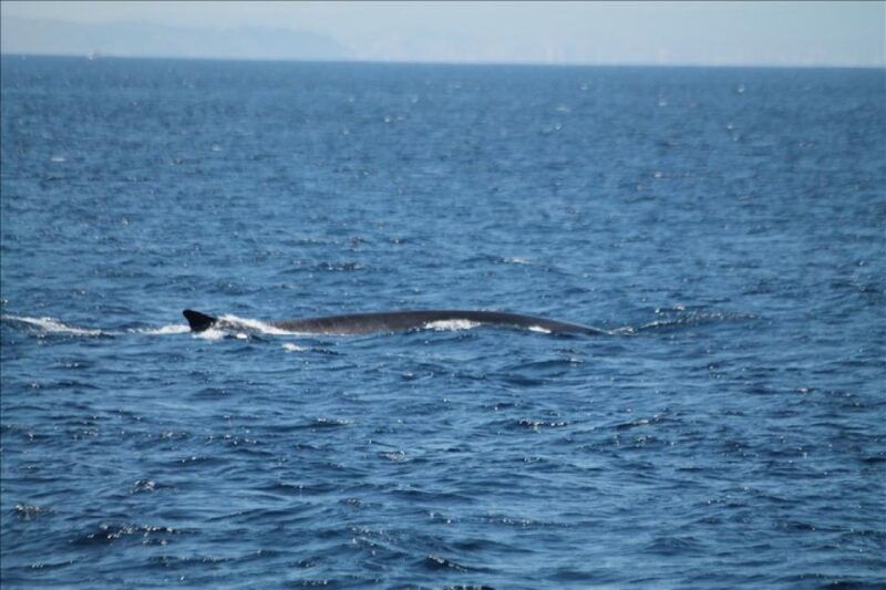 gibraltar-dolphins-watching-day-trip-from-seville
