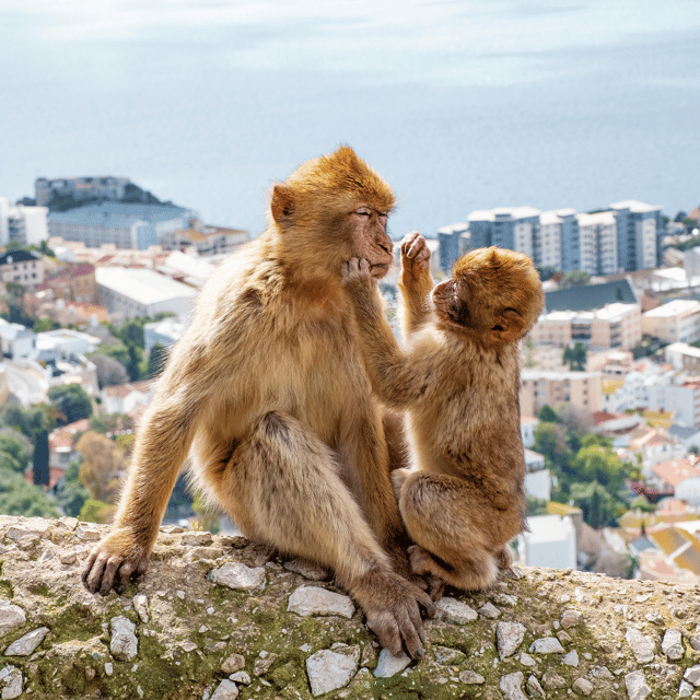 gibraltar-guided-tour-from-the-costa-del-sol