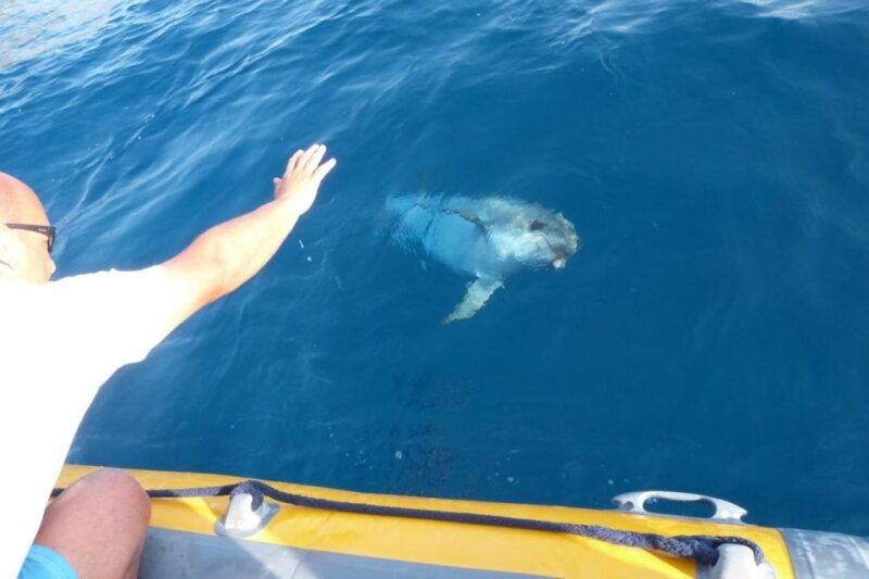 golfo-aranci-eco-friendly-dolphin-watching-boat-trip