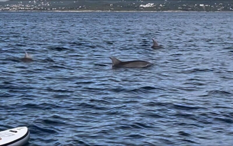 golfo-aranci-tour-sup-paddleboard-dolphin-watching