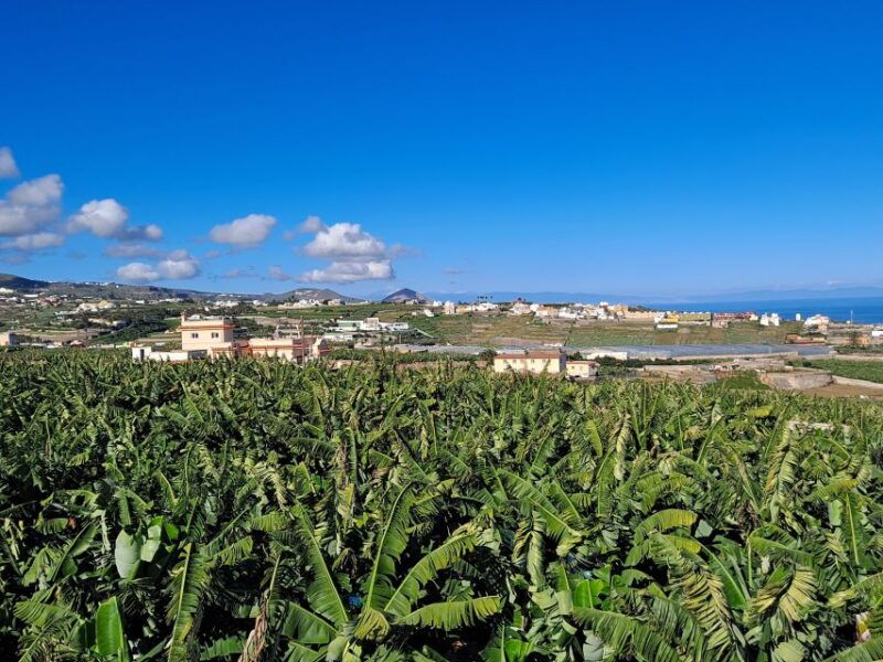 gran-canaria-banana-world-guided-tour-tasting