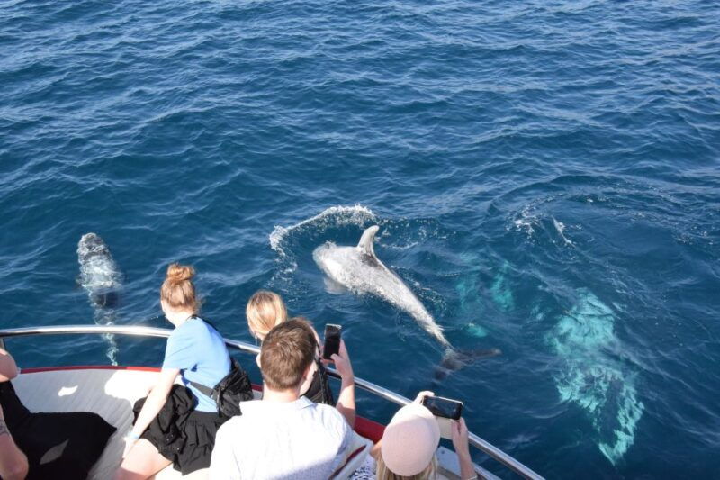 gran-canaria-dolphin-and-whale-watching-cruise-2