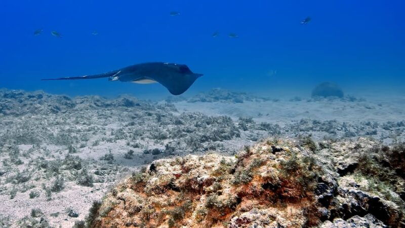 gran-canaria-scuba-diving-1-day-2-dive-package