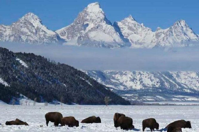 grand-teton-park-jackson-hole-private-morning-wildlife-tour