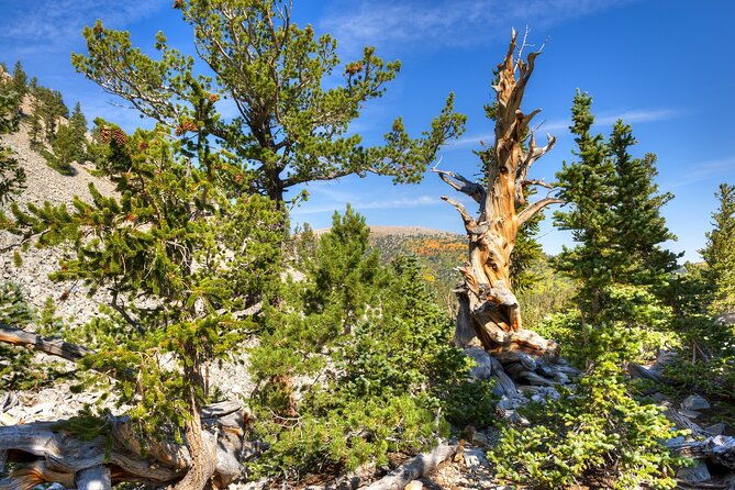great-basin-national-park-audio-guided-tour