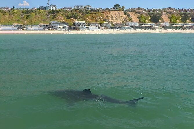 great-white-sharks-topside-in-monterey-bay