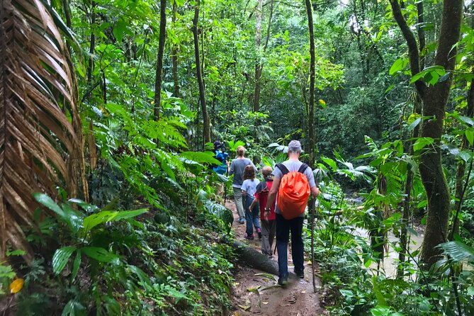 guided-hiking-tour-by-the-mystic-ebano-rainforest-in-costa-rica