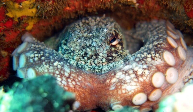 guided-snorkelling-experience-in-south-of-gran-canaria-2