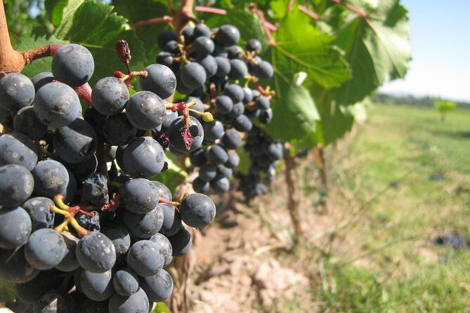 half-day-gramma-wine-tasting-tour-in-iasi