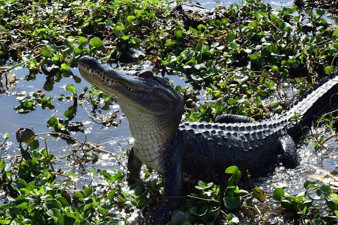 half-day-private-swamp-experience-in-louisiana