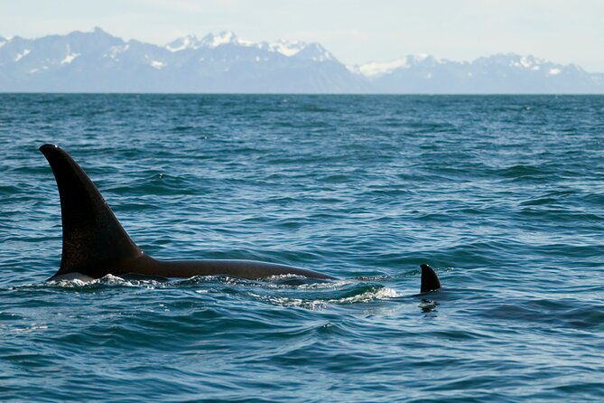 half-day-resurrection-bay-wildlife-tour-from-seward