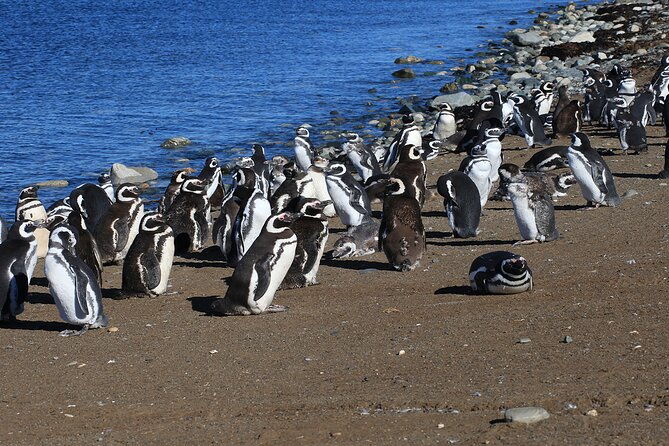 half-day-sailing-magdlena-island-penguin-colony-p-arenas-october-to-march-only