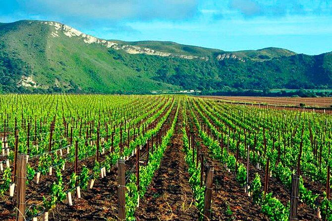half-day-santa-rita-and-undurraga-winery-tasting-tour-in-santiago