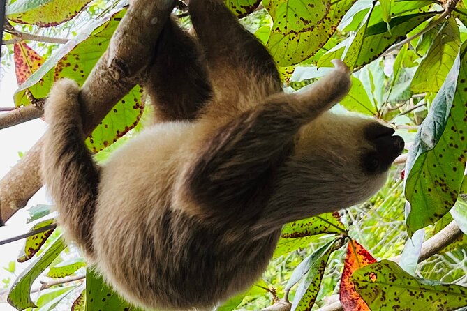 half-day-tortuguero-canal-cahuita-national-park-puerto-limon