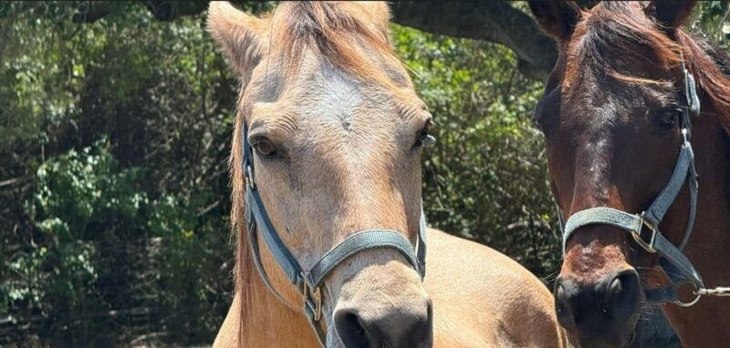 harmony-horse-riding-of-miami