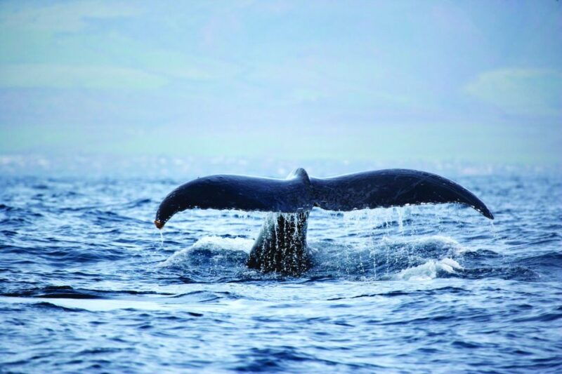 honokohau-kona-snorkel-and-sail-with-drinks-and-snacks