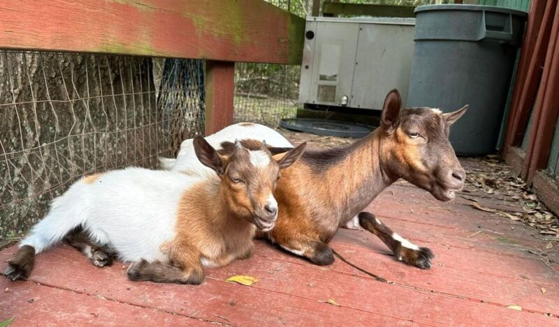 houston-adorable-mini-goats-experience-e