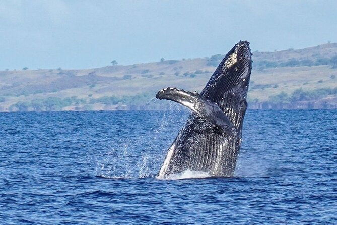 humpback-whale-watching-in-kailua-kona-hawaii