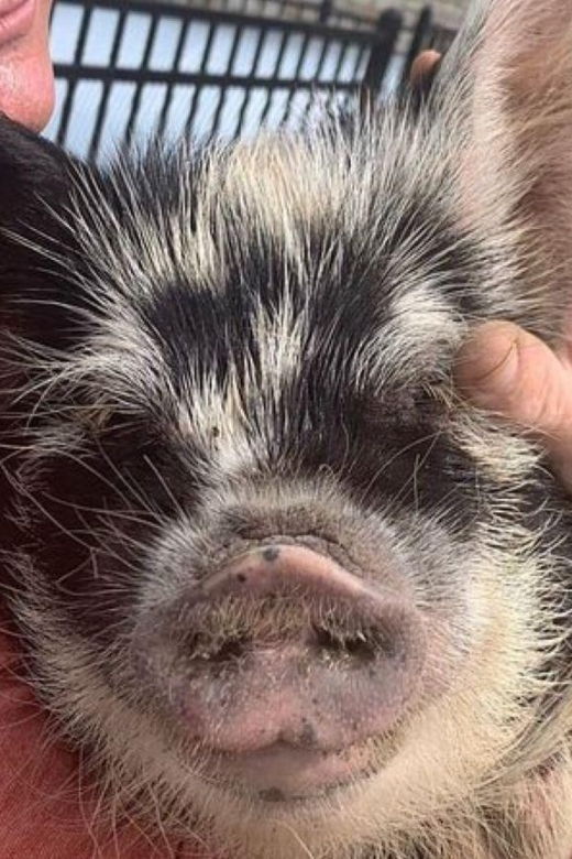 hutto-texas-kune-kune-pig-farm-visit