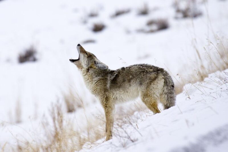 jackson-4-day-grand-teton-yellowstone-winter-tour