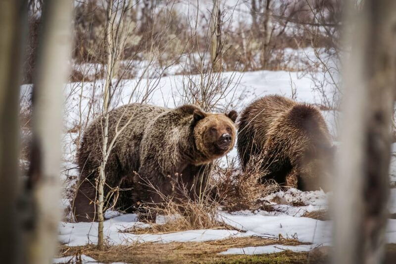 jackson-grand-teton-sunrise-safari-with-naturalist-guide