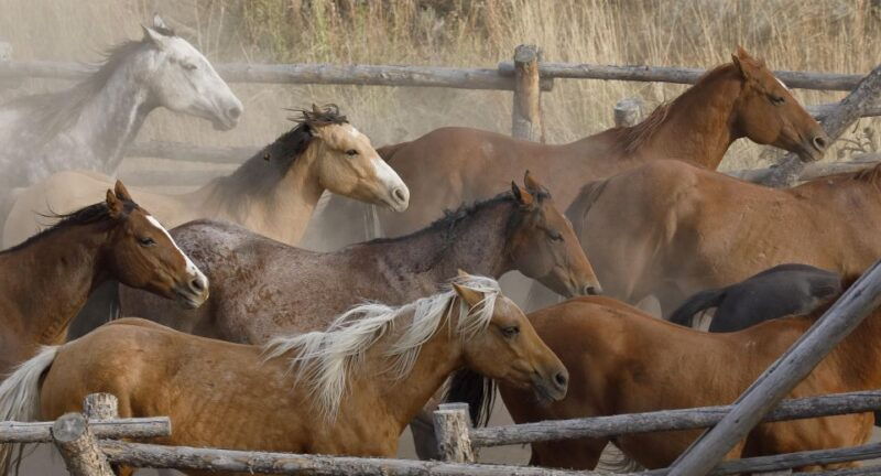 jackson-hole-bridger-teton-national-forest-horseback-ride