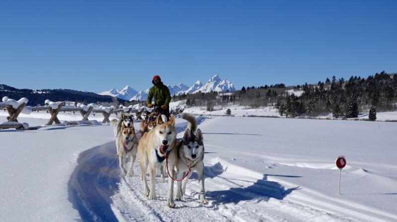 jackson-hole-dogsledding-tour-with-hot-chocolate