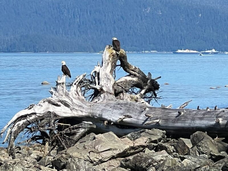 juneau-rainforest-photo-safari-on-a-segway