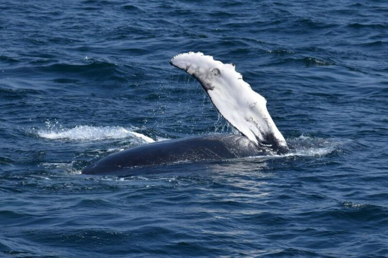 juneau-whale-watching-and-mendenhall-glacier-day-trip