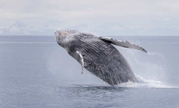 juneau-whale-watching-and-wildlife-cruise-with-local-guide