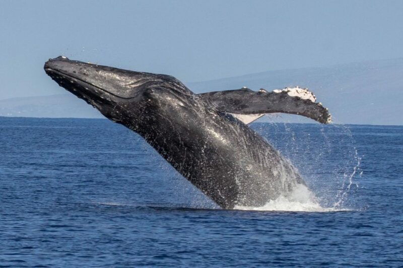 kaanapali-whale-watching-cruise-with-open-bar