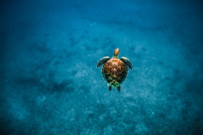 kailua-kona-dolphin-watch-speedboat-snorkel-cruise-and-bbq