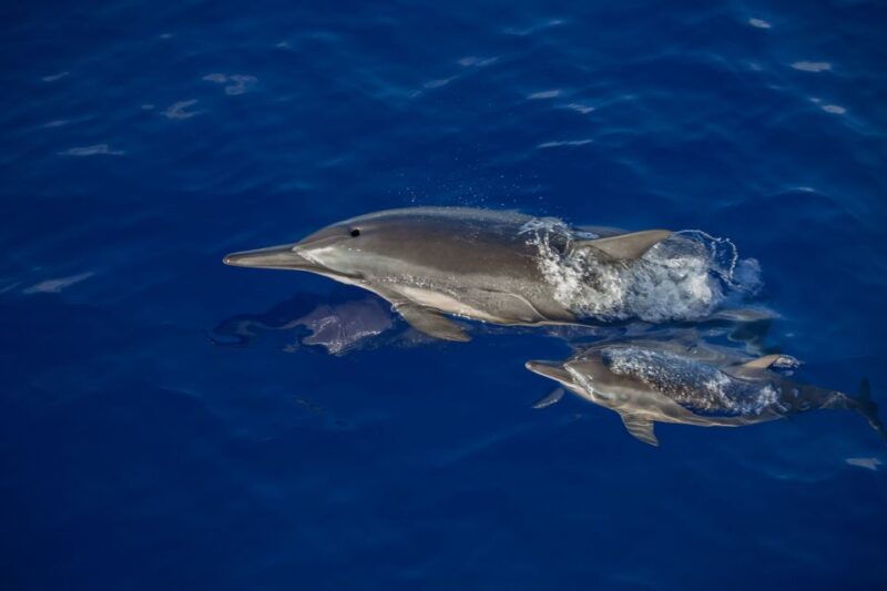 kailua-kona-humpback-whale-watching-adventure-cruise