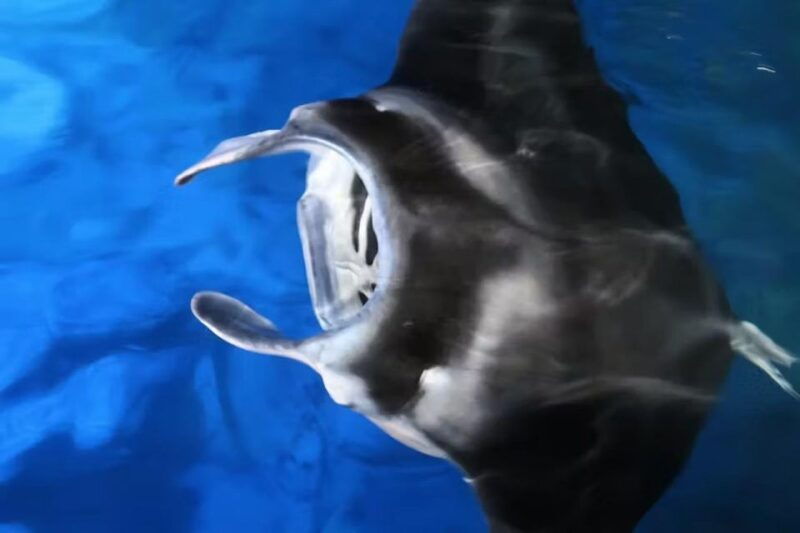 kailua-kona-manta-ray-spotting-night-snorkeling-tour